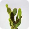 Cactus Wallpaper on 9Apps