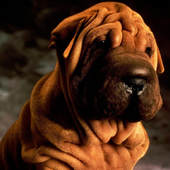 Naughty Dog Jigsaw Puzzles icon