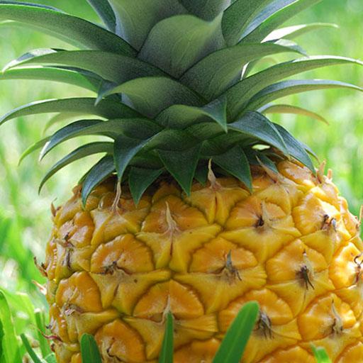 Pineapple Wallpaper icon