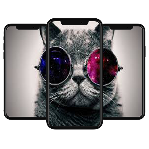 Curious Cat Wallpaper HD icon