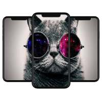 Curious Cat Wallpaper HD