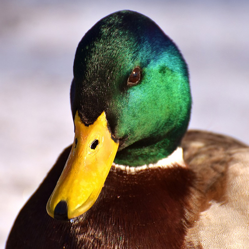 Claim called ducks: Sounds aquatic birds icon