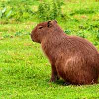 Capybara Wallpapers on 9Apps