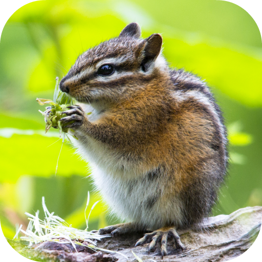 Chipmunk Wallpaper icon