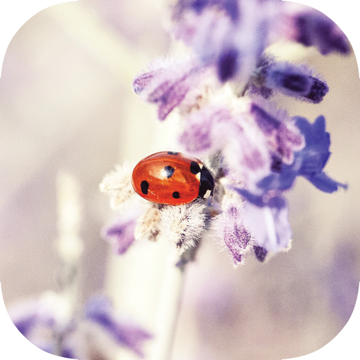 Nature Wallpapers HD icon