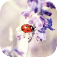 Nature Wallpapers HD