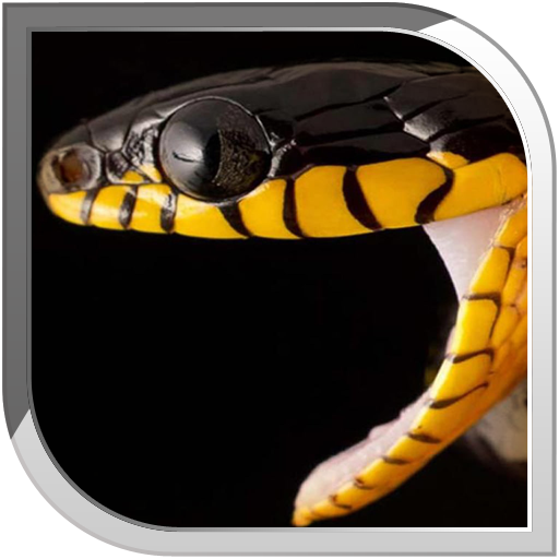 Snake Live Wallpaper icon