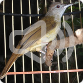 Grey Cheeked Bulbul Bird Call Sonds Ringtone icon