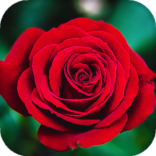 Red Rose Live Wallpaper : backgrounds hd icon