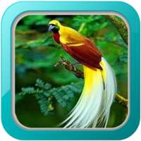 Kicau Burung Cenderawasih on 9Apps