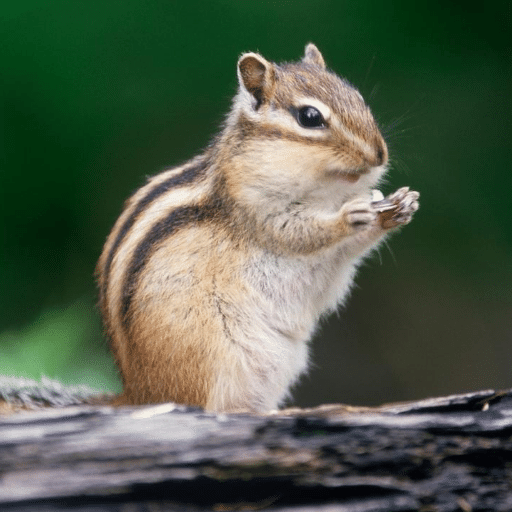 Chipmunk Sounds - Chipmunk Calls Ringtones icon