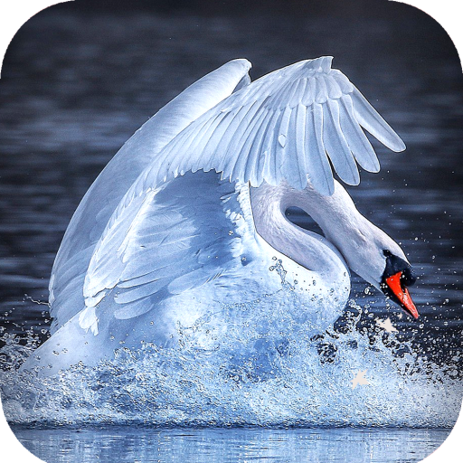Swan Wallpaper HD icon