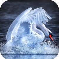 Swan Wallpaper HD on 9Apps