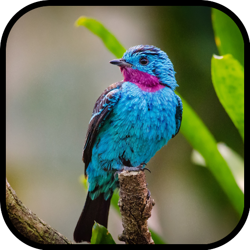 Bird Wallpapers HD icon