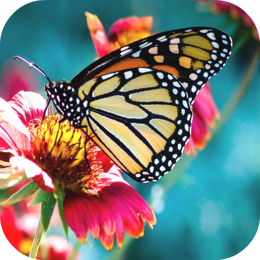 Butterfly Wallpapers icon