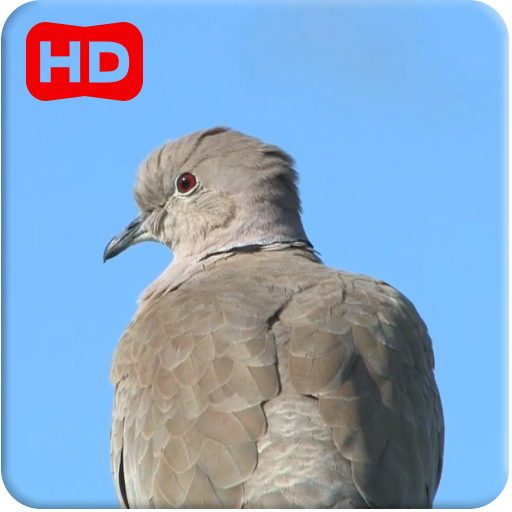 Dove 3D icon