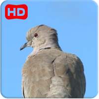 Dove 3D