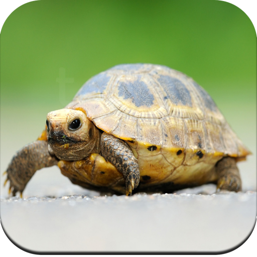Turtle Wallpaper HD icon
