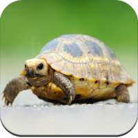 Turtle Wallpaper HD on 9Apps