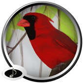 Birds Sounds icon