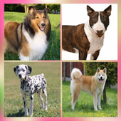 Dogs - Quiz about all breeds icon