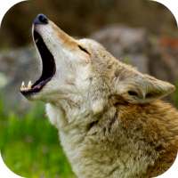 Coyote Sounds on 9Apps