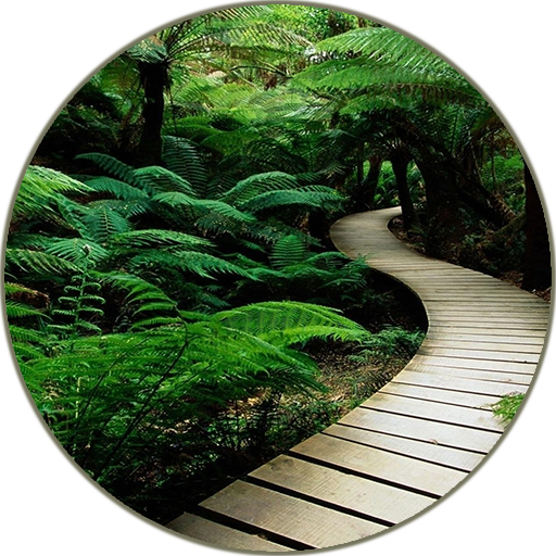 Rainforest Sounds icon