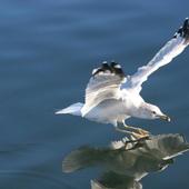 Birds Live Wallpapers icon