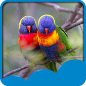 Love Birds Live Wallpapers icon