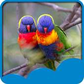 Love Birds Live Wallpapers