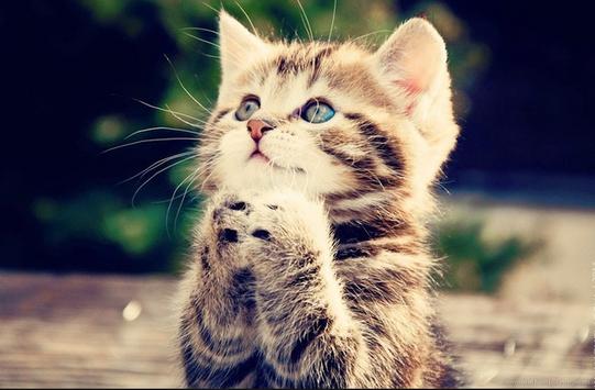 Cats Picture screenshot 13