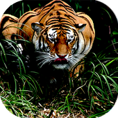 Wild Tiger Target Attack icon