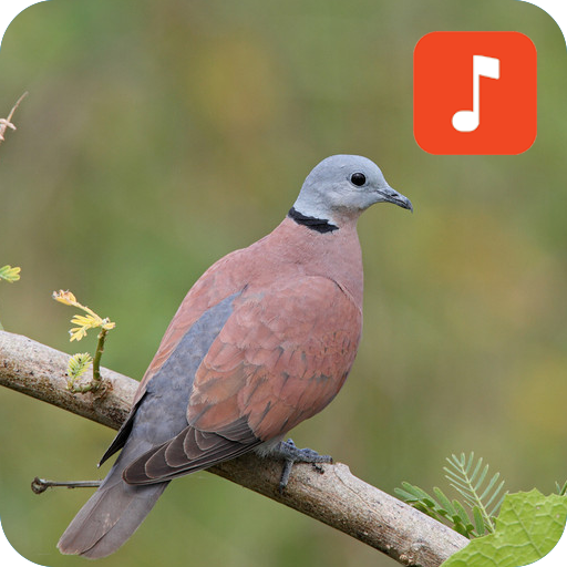 Red turtle dove bird sounds icon