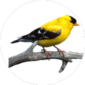 Bird Calls And Ringtones icon