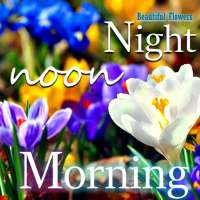 Good Morning Night flower wish on 9Apps