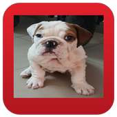 Luxy Clip TV on 9Apps