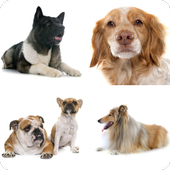 Guess the dog quiz icon