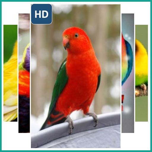 Wallpaper Lord Bird icon