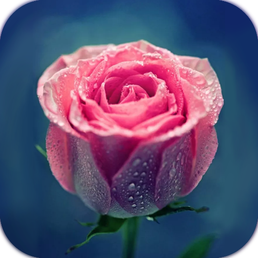 AppLock Theme Pink Rose icon