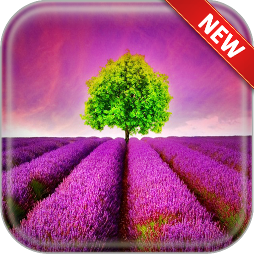 Lavender Wallpapers icon