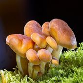 Mushroom Recipes icon