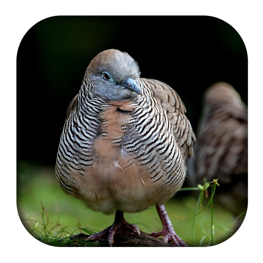 Zebra Dove Sounds icon