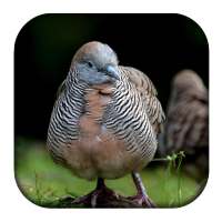 Zebra Dove Sounds on 9Apps