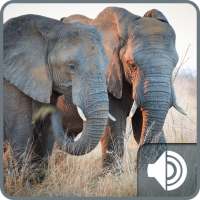 Elephant Sounds on 9Apps