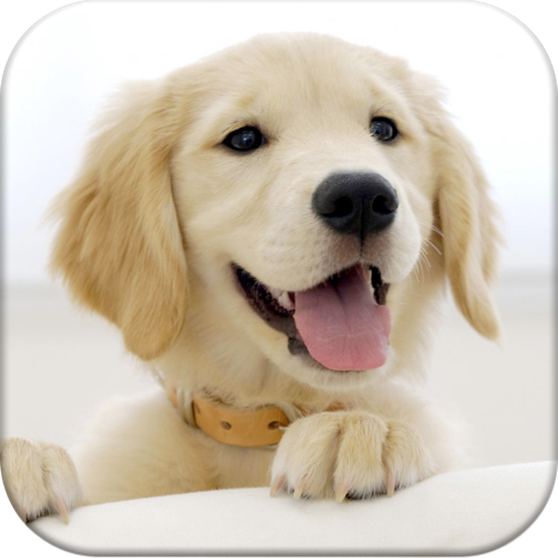 Dog Pairs - Memory Match Game icon