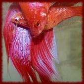 Fighting Fish wallpapers icon