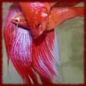 Fighting Fish wallpapers