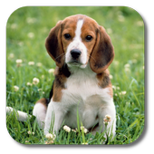 Dog icon