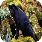 Panther Sounds on 9Apps