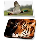 Real Animal Sounds Game icon